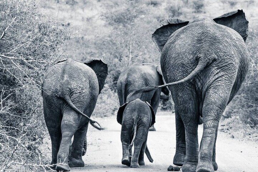 Full Day Safari Tour in Hluhluwe Imfolozi Park