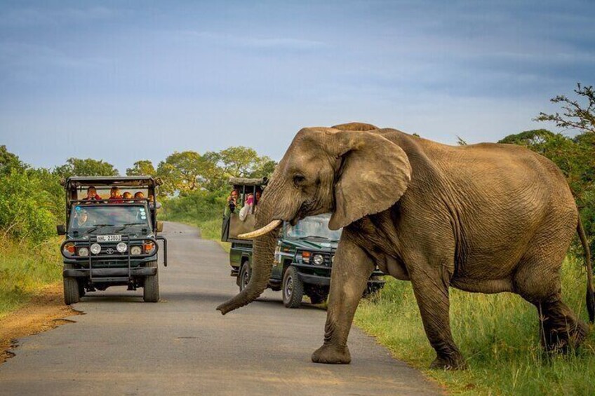 Full Day Safari Tour in Hluhluwe Imfolozi Park