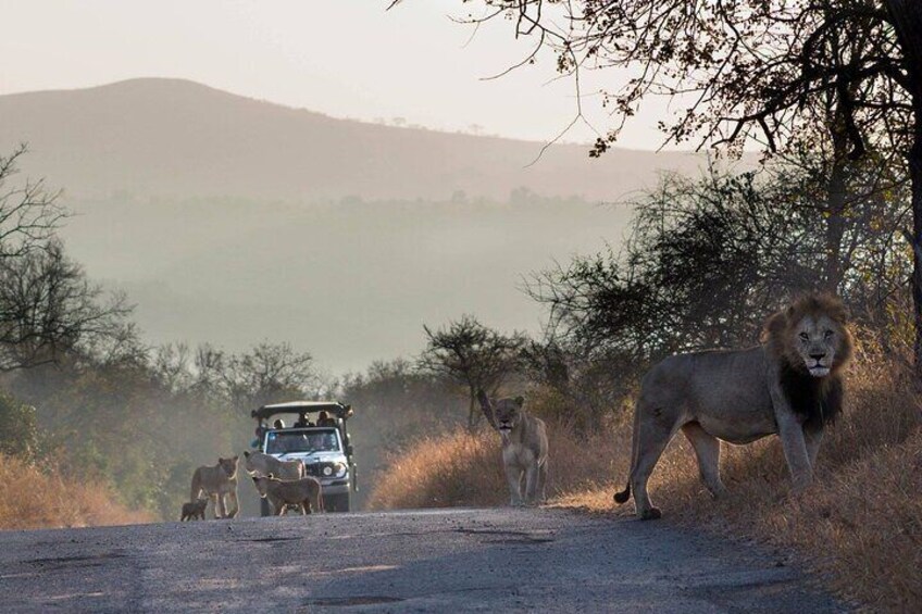 Full Day Safari Tour in Hluhluwe Imfolozi Park