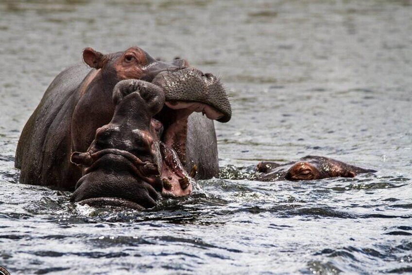 3 Day Safari Tour Package from Durban