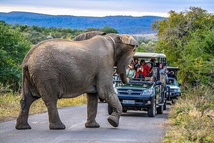 3 Day Safari Tour Package from Durban