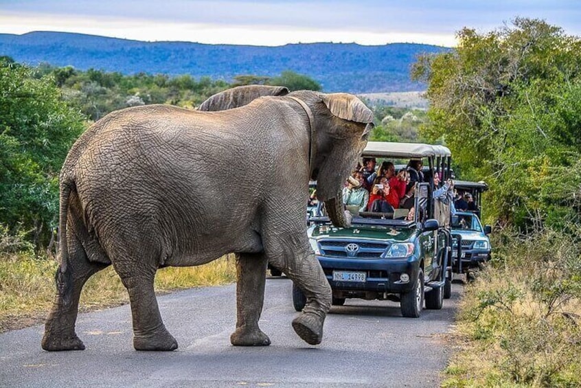 3 Day Safari Tour Package from Durban 