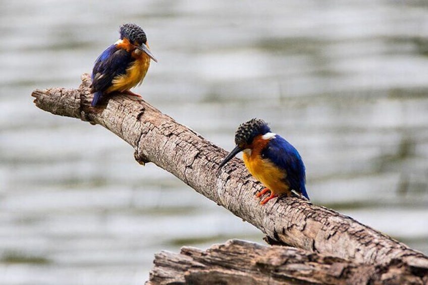 King fisher birds, may see during the ride on Pangalane