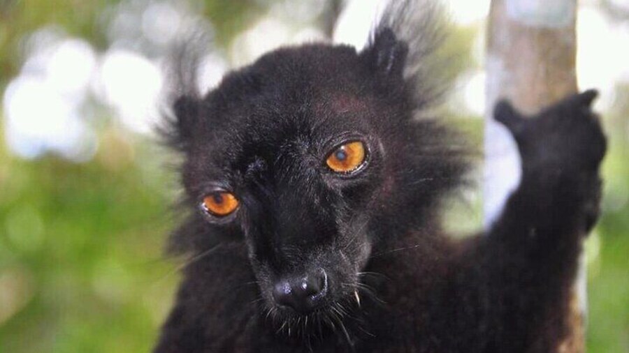 4 Day Tour from Andasibe to Palmarium