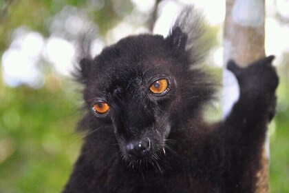 4-Day Aye-Aye lemur discovery Tour