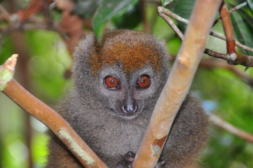 4 Day Tour from Andasibe to Palmarium