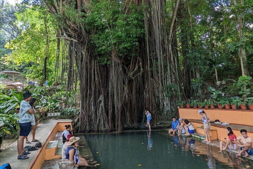 Old Balete Tree