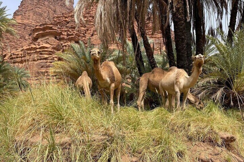 3 Days Tour - Explore the Path of Moses in Tabuk