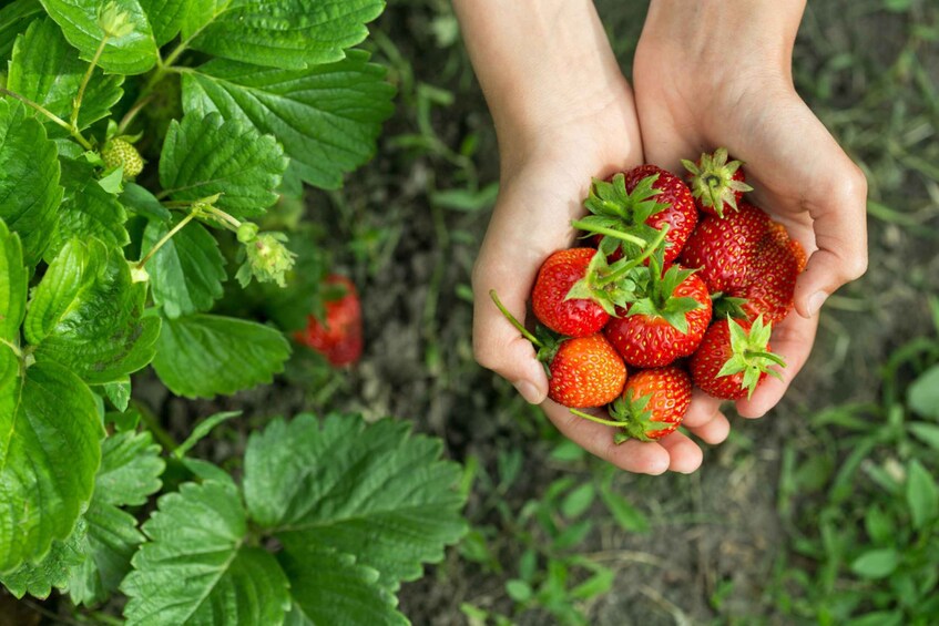 Picture 6 for Activity Seoul: Strawberry Farm & Winter Sled & Eobi Ice Valley