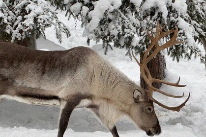 Ranua Arctic Wildlife Park 機票及交通工具