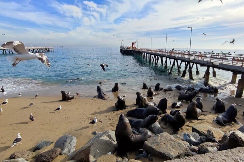 Sea Lions, Humboldt Pelicans, Seagulls, Inca Terns are some of the wildlife you can observe at the fish market.