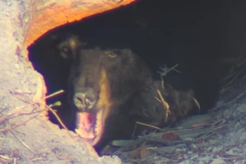 Black bear in its den, in and out of hibernation.