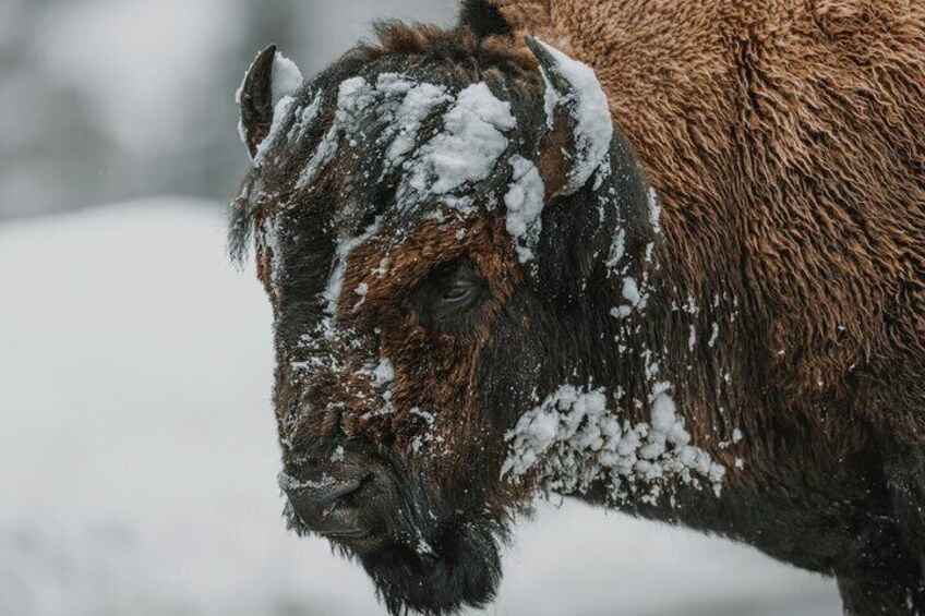 Winter Wildlife Private Safari Tour in Yellowstone