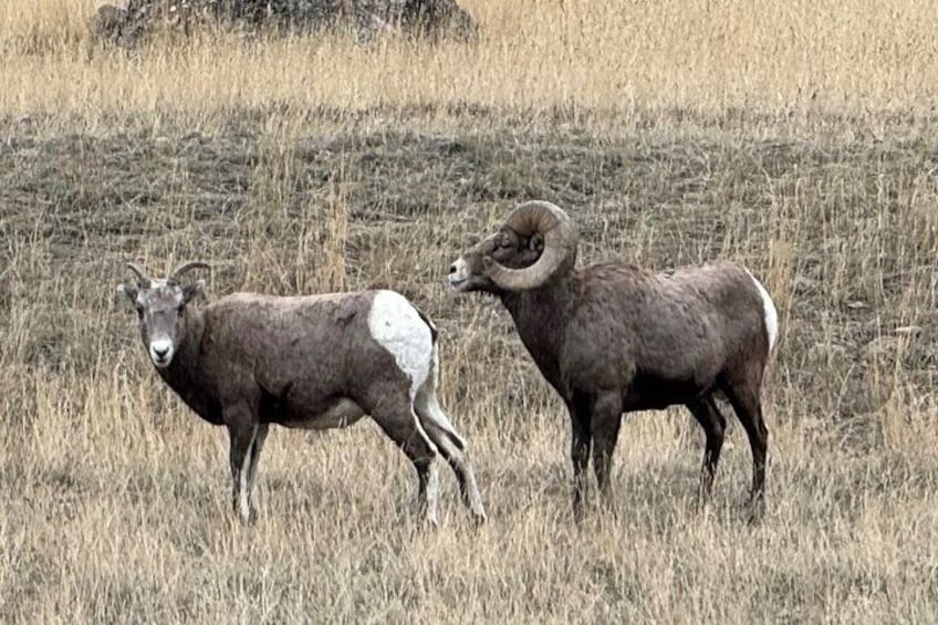 Winter Wildlife Private Safari Tour in Yellowstone