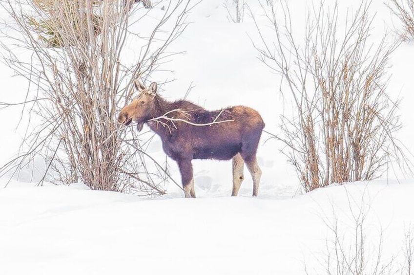 Winter Wildlife Private Safari Tour in Yellowstone