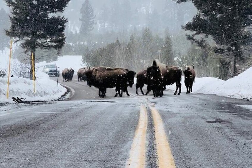 Bison on road in snow