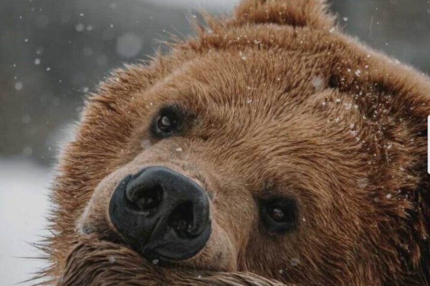 Grizzly eating in the snow