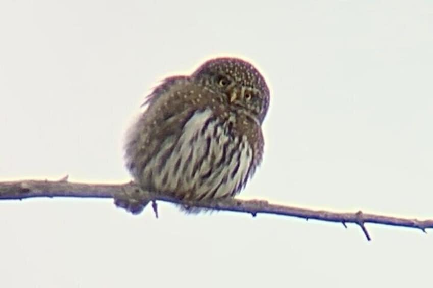 Winter Wildlife Private Safari Tour in Yellowstone