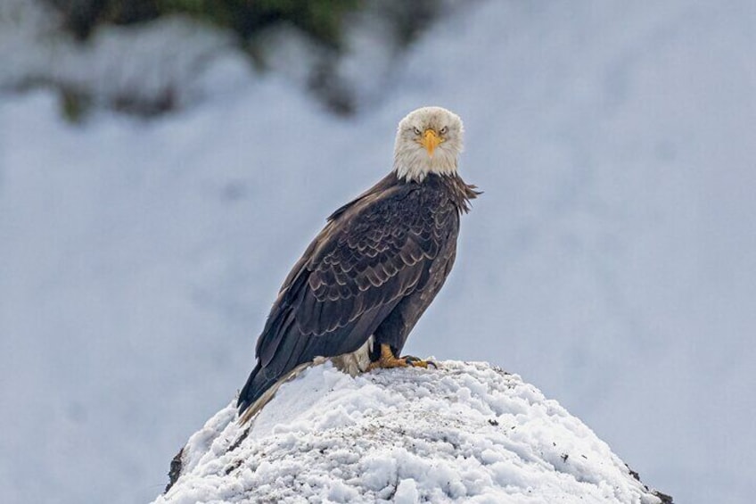 Eagle staring.