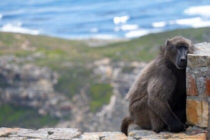 Private Full day Cape Peninsula, Penguins Tour (Customised tour)