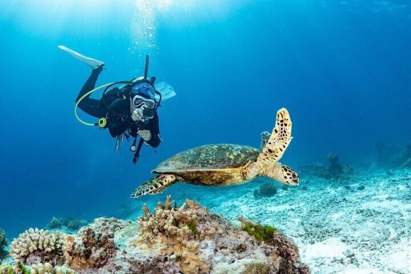 Shore Dive with Hawaiian Sea Turtles at Koloa Landing