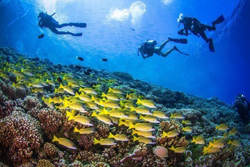 Shore Dive with Hawaiian Sea Turtles at Koloa Landing