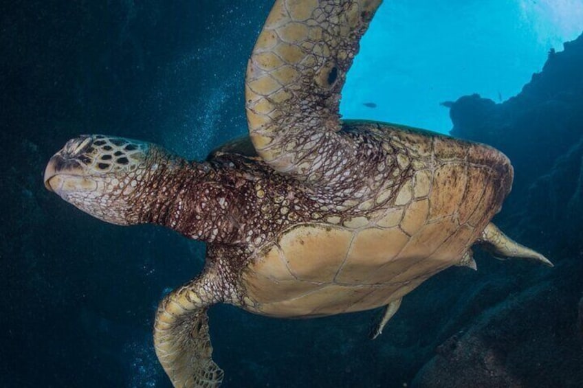 Shore Dive with Hawaiian Sea Turtles at Koloa Landing