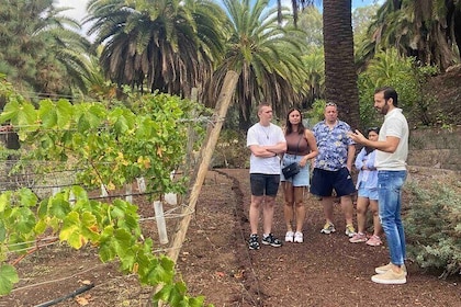 Taste Gran Canaria's unique wines