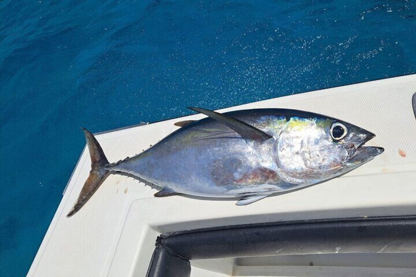 Private Bottom Fishing With Guide Cozumel Mexico