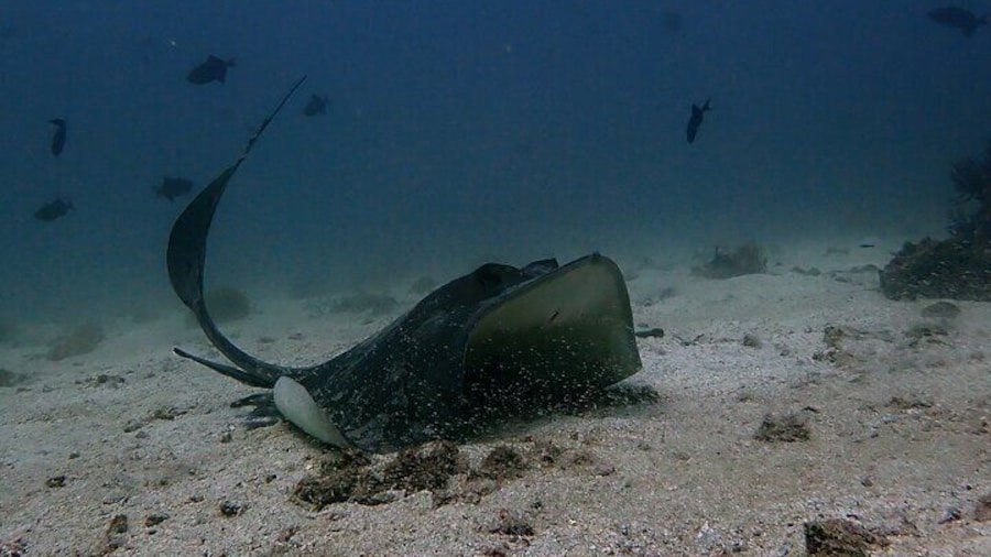 Scuba Diving Adventure in Musandam, Oman
