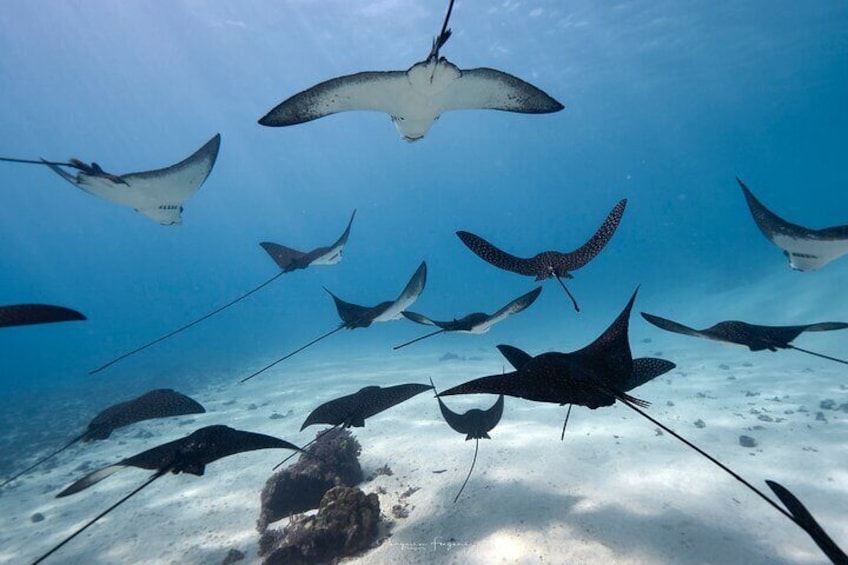 Private tour in Moorea by boat, visit and snorkeling