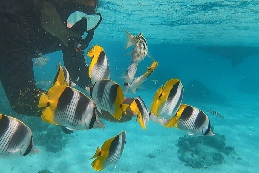 Private tour in Moorea by boat, visit and snorkeling