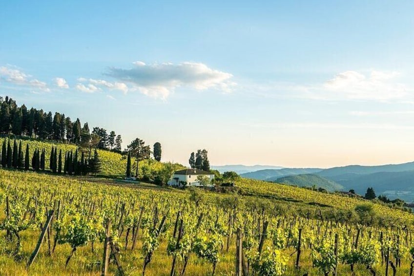 Organic Winery Tour and Tasting in Tuscany