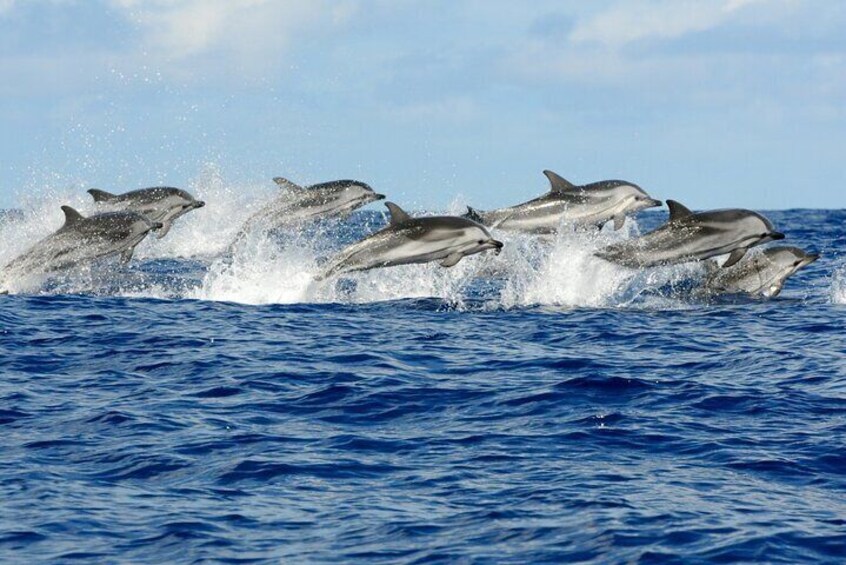 Mnemba Dolphin plus Jozan Forest and Aquarium Tour