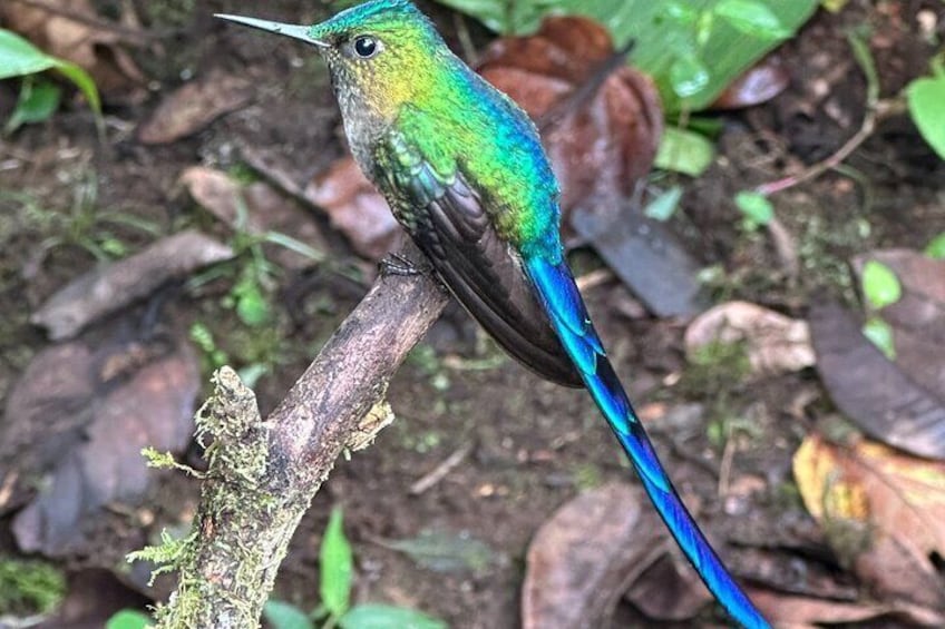 Mindo Cloud Forest Guided Tour Small Groups