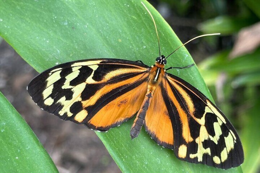 Private Mindo Cloud Forest Guided Tour