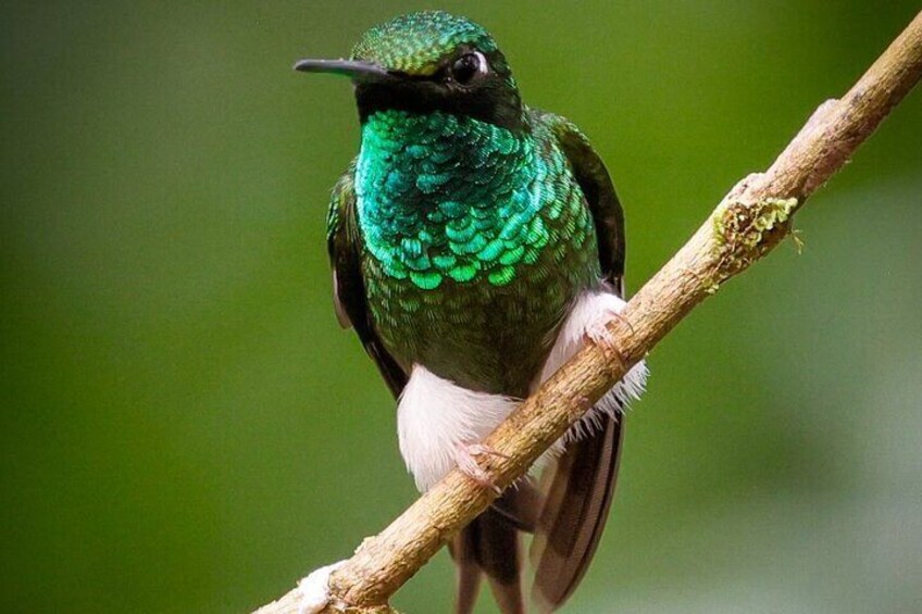 Mindo Cloud Forest Guided Private Tour (Fee Included)