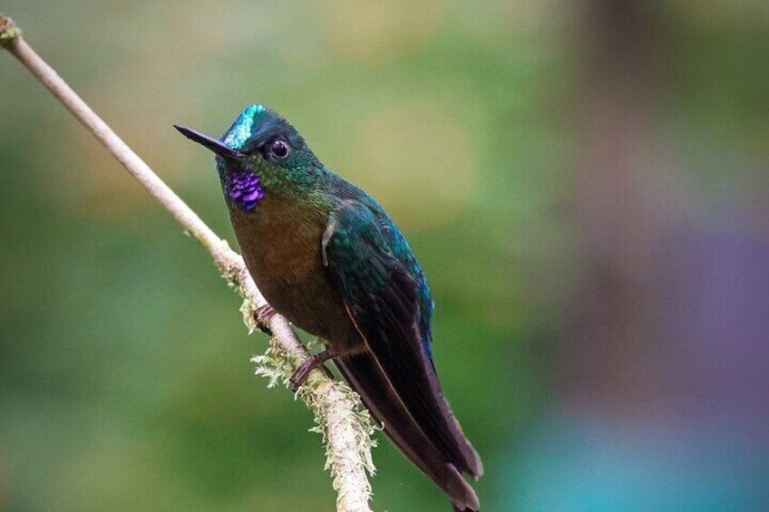 Mindo Cloud Forest Guided Private Tour (Fee Included)