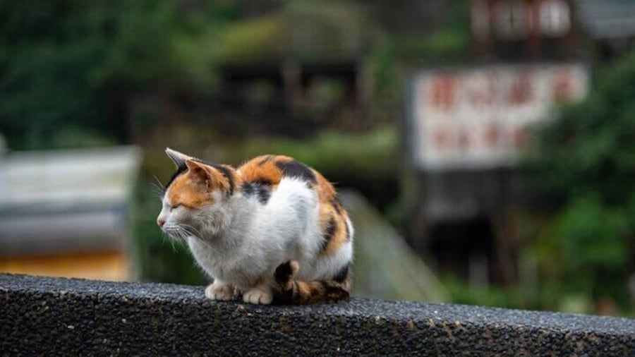 Houtong Cat Village
