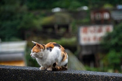 Jiufen, Shifen and Houtong Cat Village Private Tour