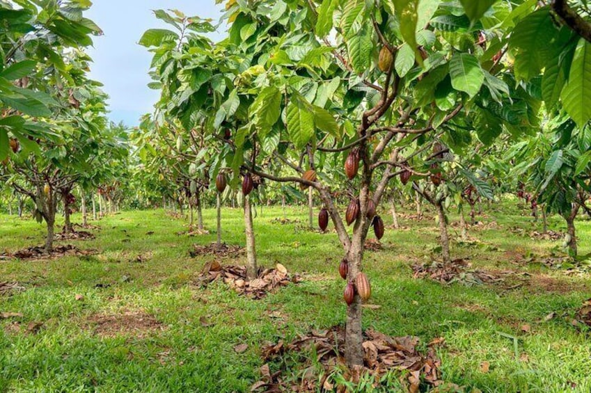 Evelyza Cacao Farm Tour Experience 