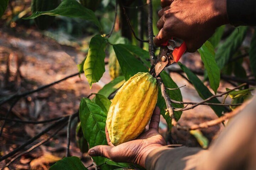 Evelyza Cacao Farm Tour Experience 