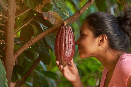 Evelyza Cacao Farm Tour Experience