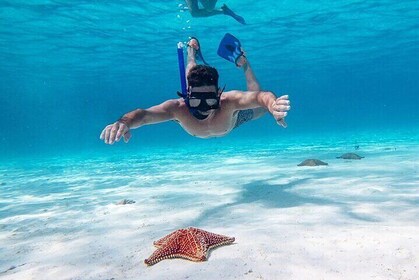 Cayman Combo Tour: Starfish Point, Stingray City & Coral Gardens