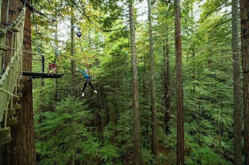 2 Hours Guided Redwoods Altitude Experience