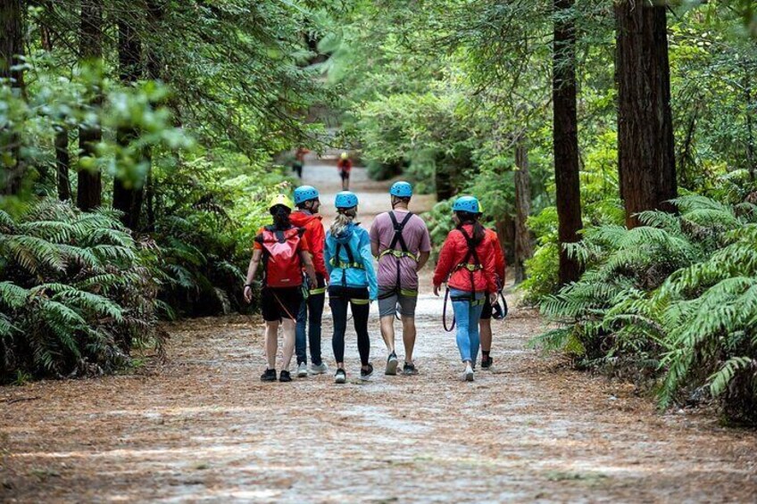 2 Hours Guided Redwoods Altitude Experience