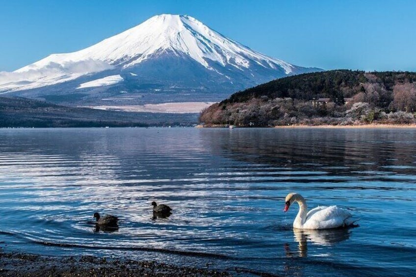 Private Mount Fuji Tours with Car Pickup from Tokyo