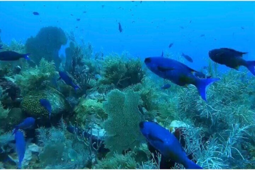 Snorkel with colorful fish and beautiful reef