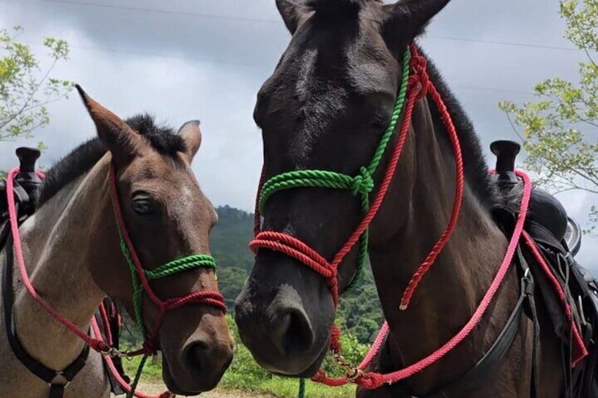 Visita Nomada