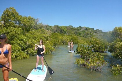 Noosa Stand Up Paddle & Mangrove Tunnel Tour